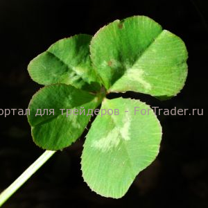 trading Куда приводит форекс трейдинг