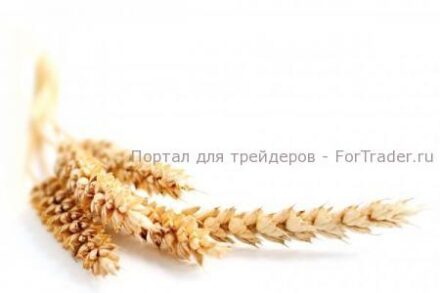 Фьючерсы на пшеницу: основные принципы торговли