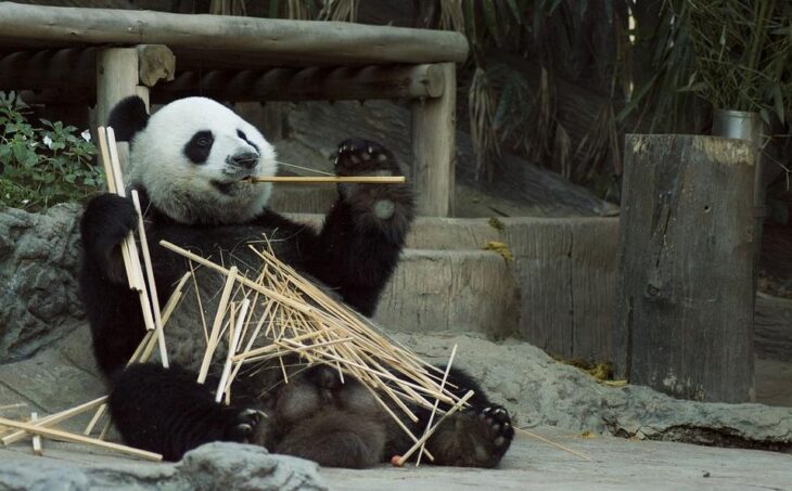 panda