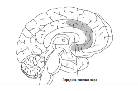 Передняя поясная кора. Перебрасывает внимание на самое важное