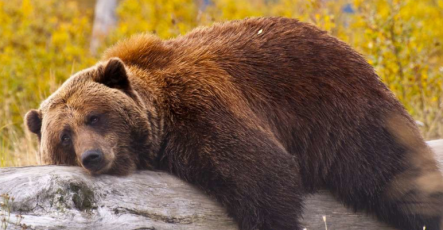 Недолго музыка играла: продавцы на рынке акций никуда не делись